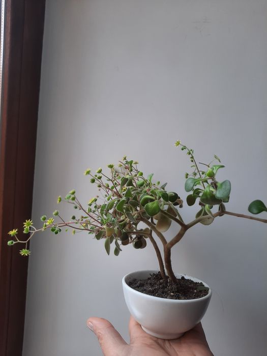 Кактус кожен рік квітне.  ахризон толстянка  сциндапсус