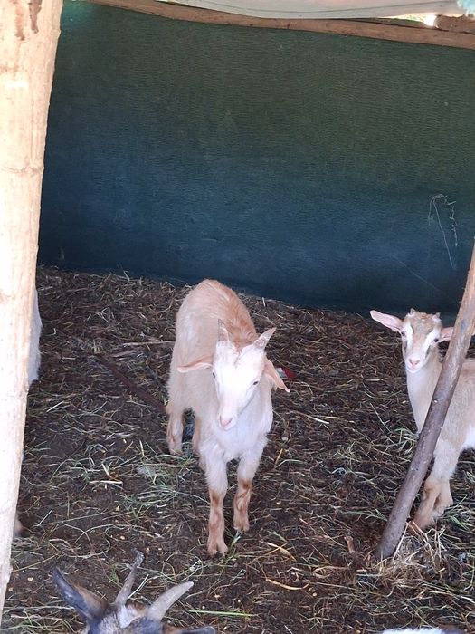 Cabrito raça grande