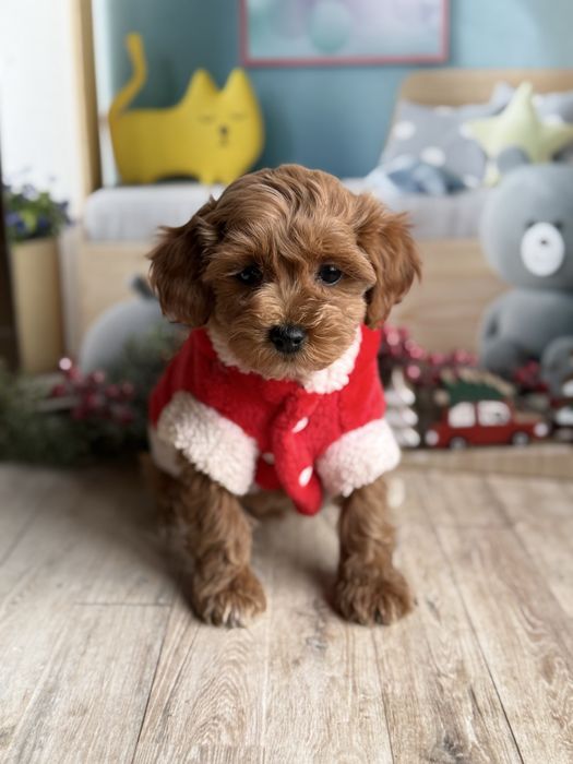 Мальтіпу стандарт яскрава дівчинка