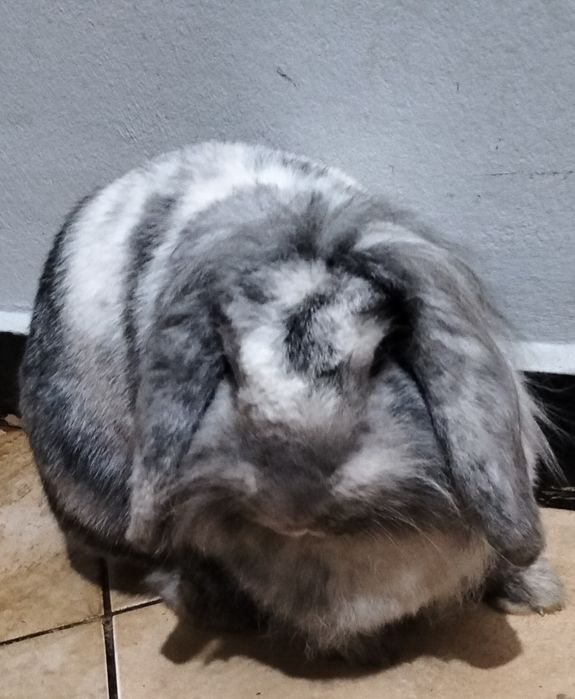 Oddam miniaturkę -samiczka