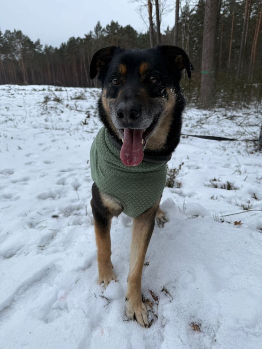 Młody duchem Tary poleca się do adopcji