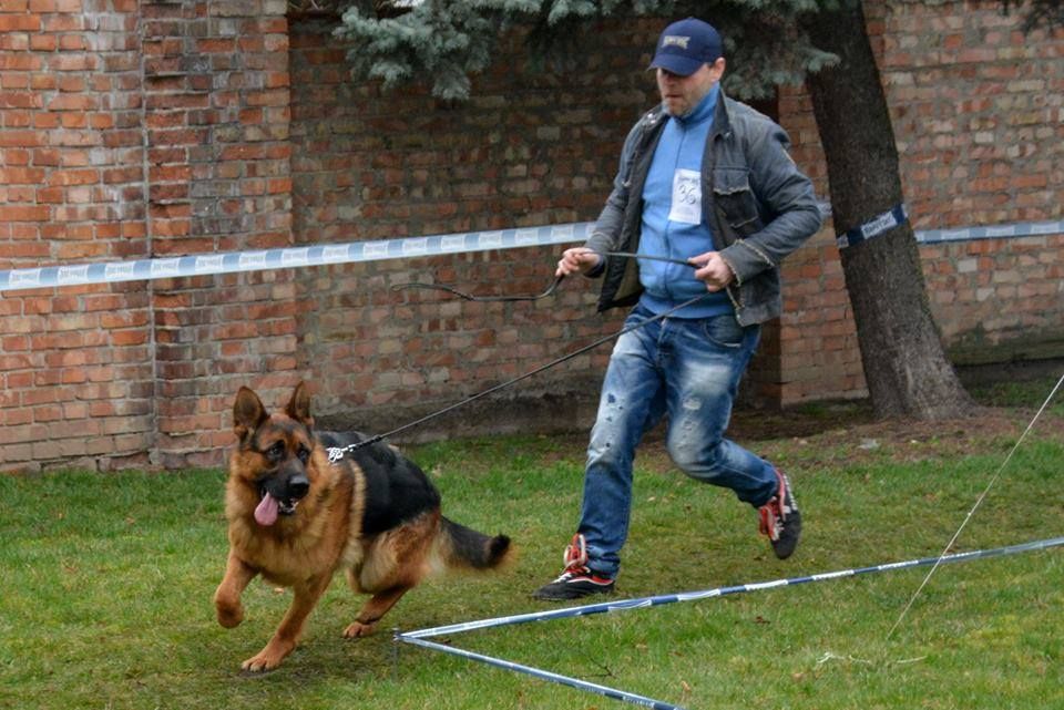 Немецкая Овчарка