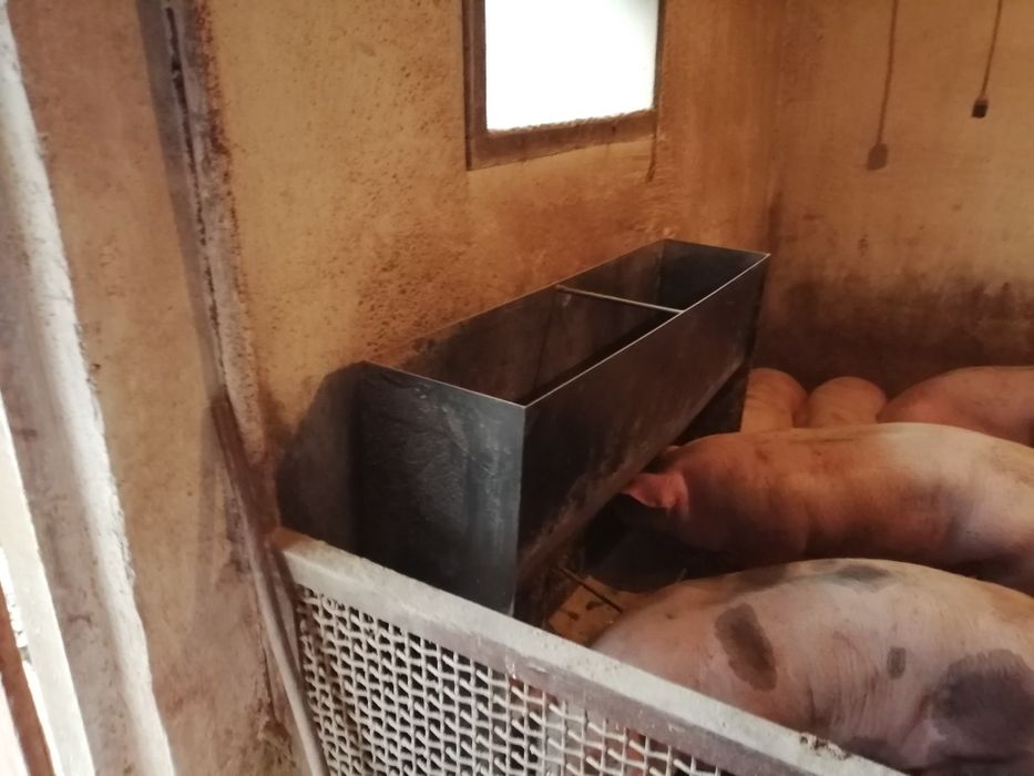 Бункерная кормушка для свиней