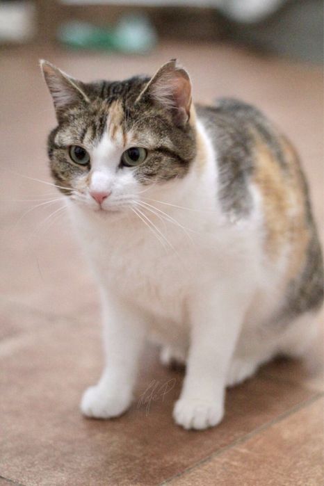 Przepiękna, kochana i młoda Taśka błaga o kochający dom!