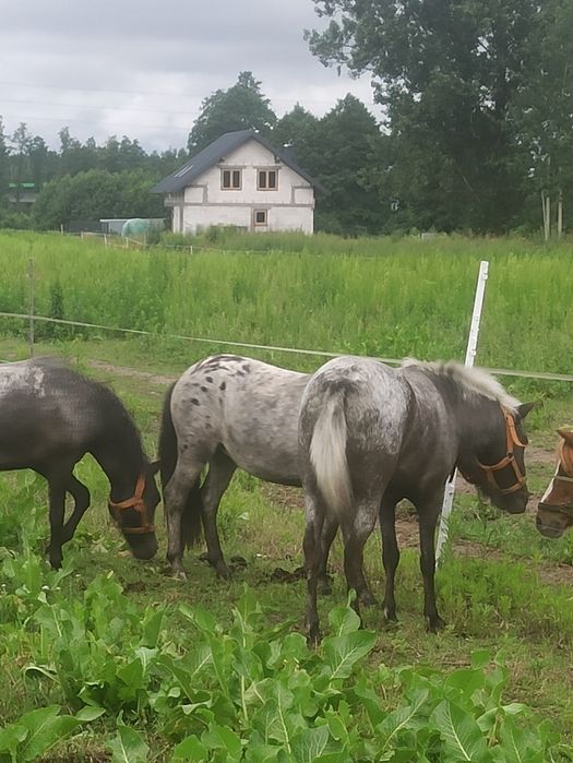 Klacze, kucyki, kuce