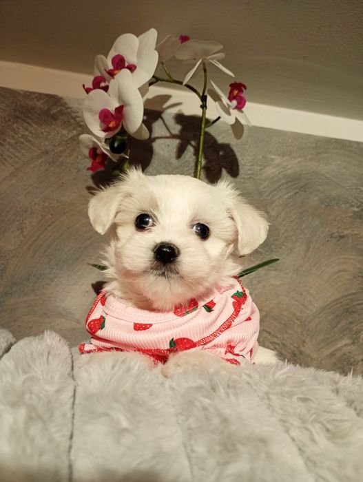 Sunia maltipoo piękna malutka