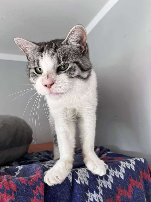 Super śmieszny kocurek do adopcji :)