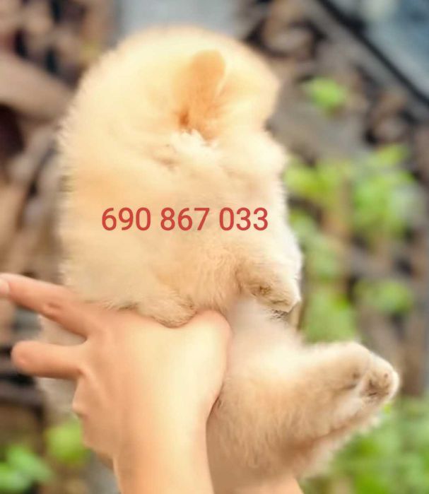 !!!Mały miś pomeranian mini