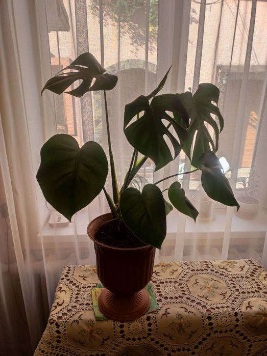 Продам різні вазони