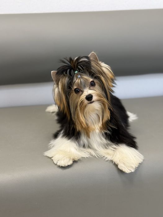 Цуценя бівер йорк з документами, гарний хлопчик