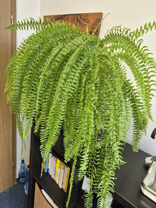 Paprotka duża o szerokości ok 70 cm