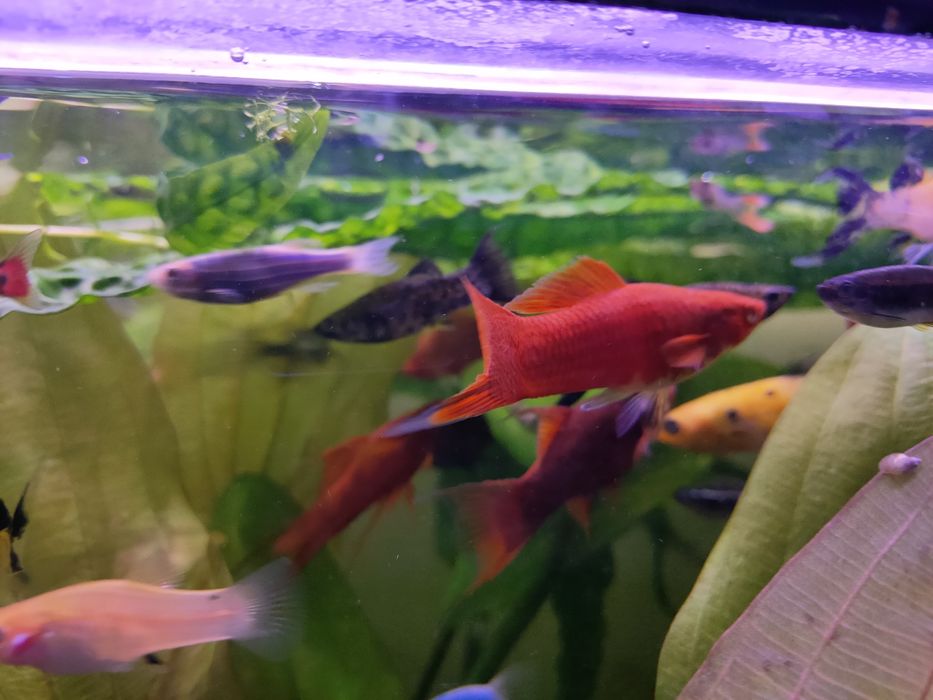 Mieczyk różne odmiany