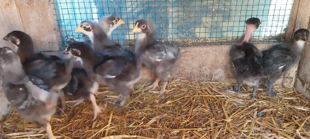 Vendo casal Melines ( frangos)