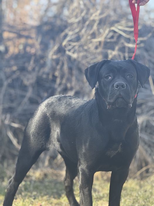 Чудова дівчінка подросток (Junior)  Кане Корсо (Cane Corso Italiano)