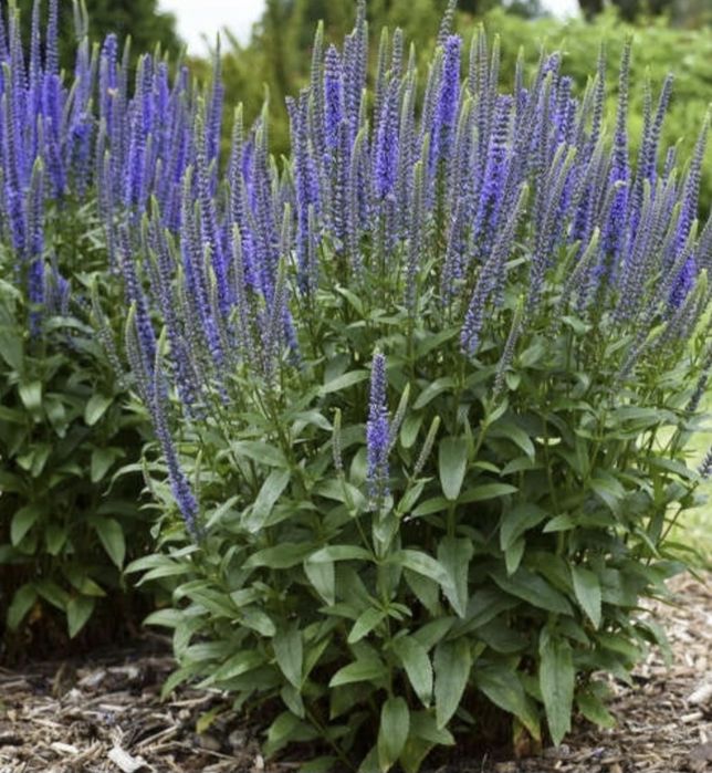 Przetacznik kłosowy wysoki