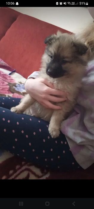 Kochana suczka do oddania za darmo