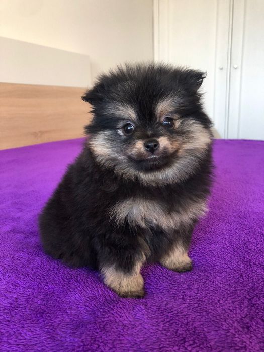 Lulu da Pomerânia Macho Mini