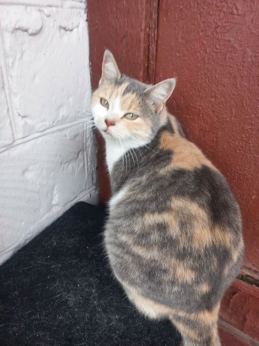 Триколорка проситься в сім'ю