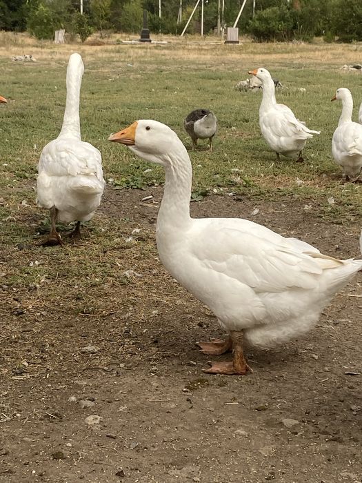 Гуси Холмогоры молодняк