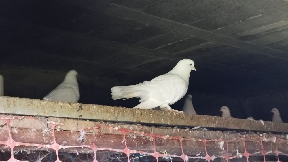Pombas domesticas Brancas
