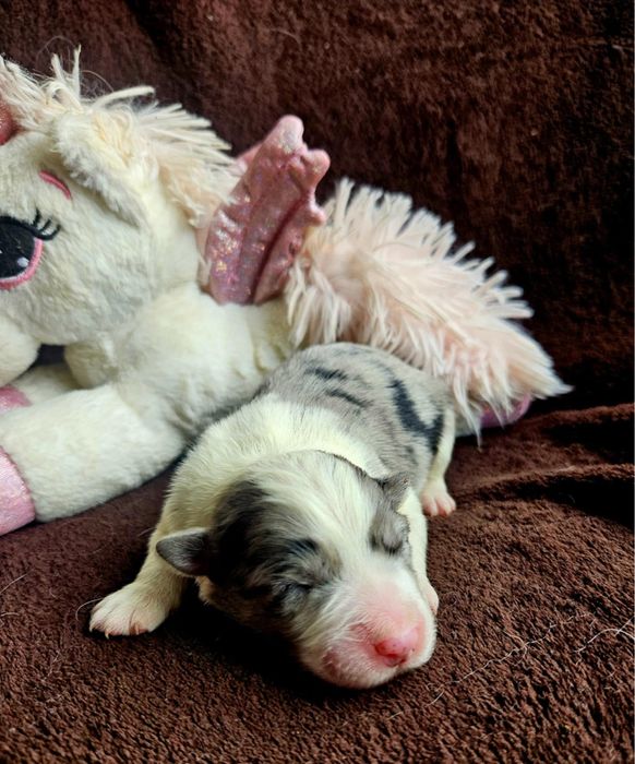 Border Collie ZKwP FCI