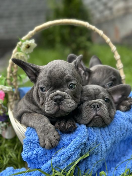 Щенки французского бкдьдога
