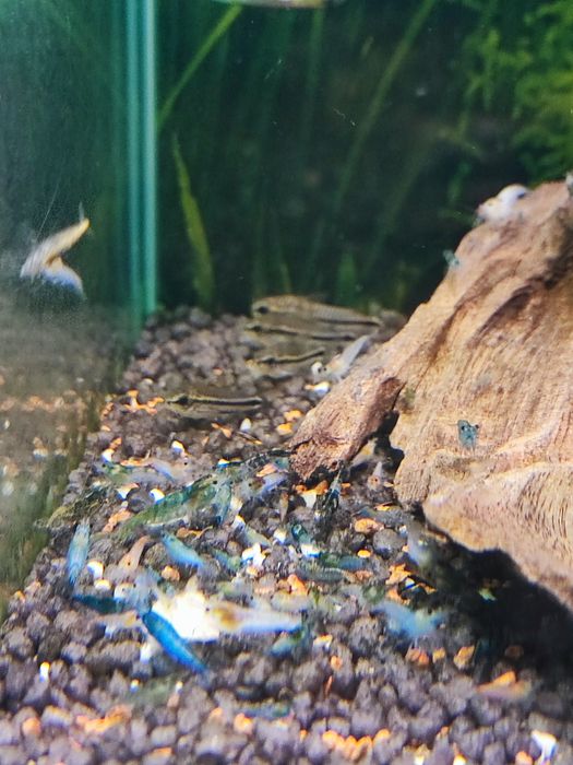 Camarões Neocaridina