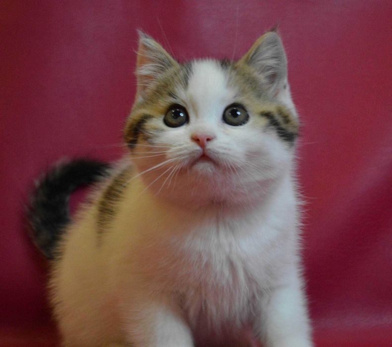 Шотландське кошеня (хлопчик)