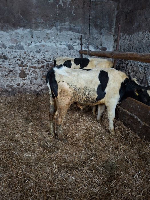 Byczki Jałówki odsadki żeruny cielaki
