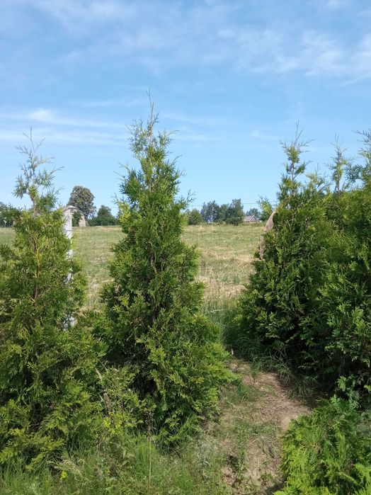 Tuja brabant szmaragd,SADZIMY, DOWÓZ GRATIS Świerk srebrny,serbski
