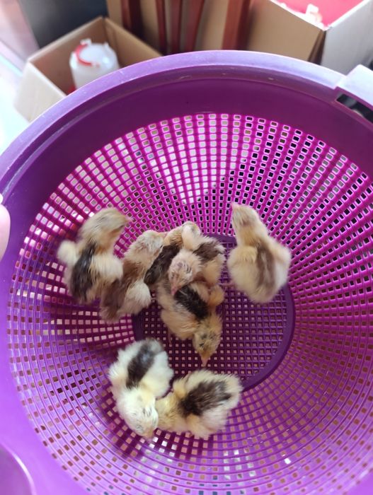 Ovos de codorniz celadon