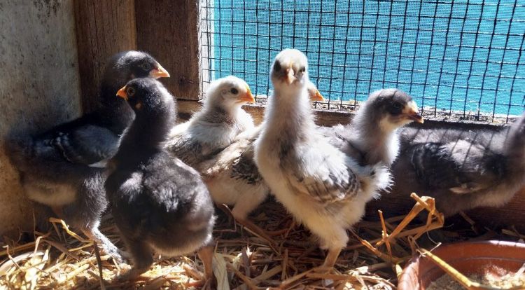 Ovos, frango do campo, galinhas e galos.