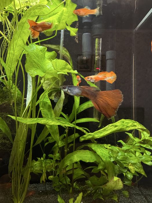 Рослини, меченосці, гуппі