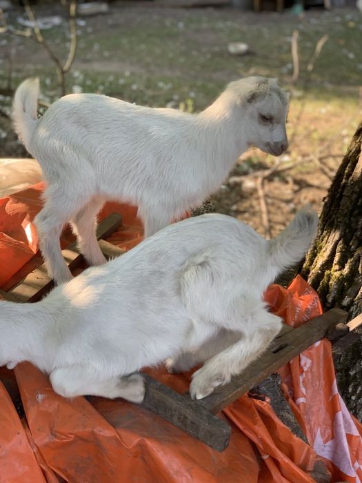 Коза Альпійська безрога