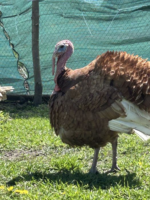 Продам Ія палевого бурбона