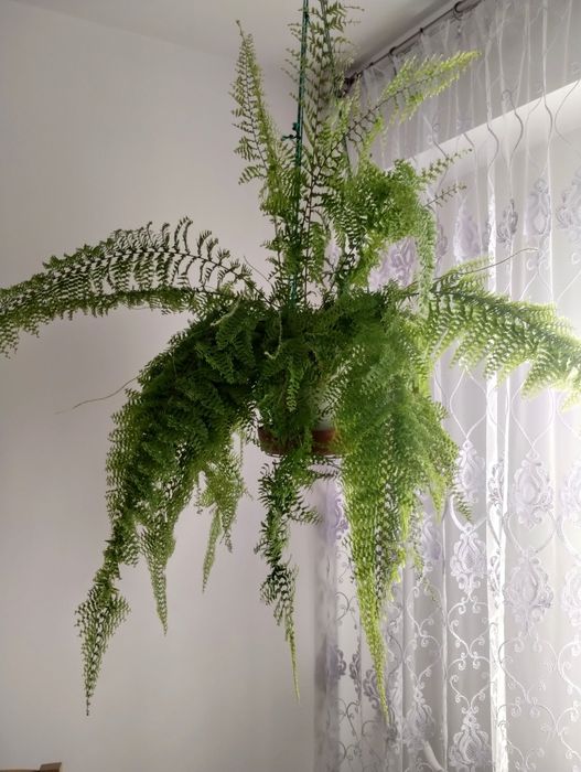 Sprzedam Paproć ładna