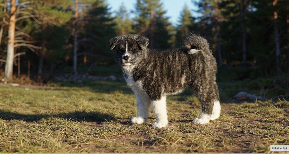 Akita pręgowana, pies, chłopak, samiec ZKwP / FCI