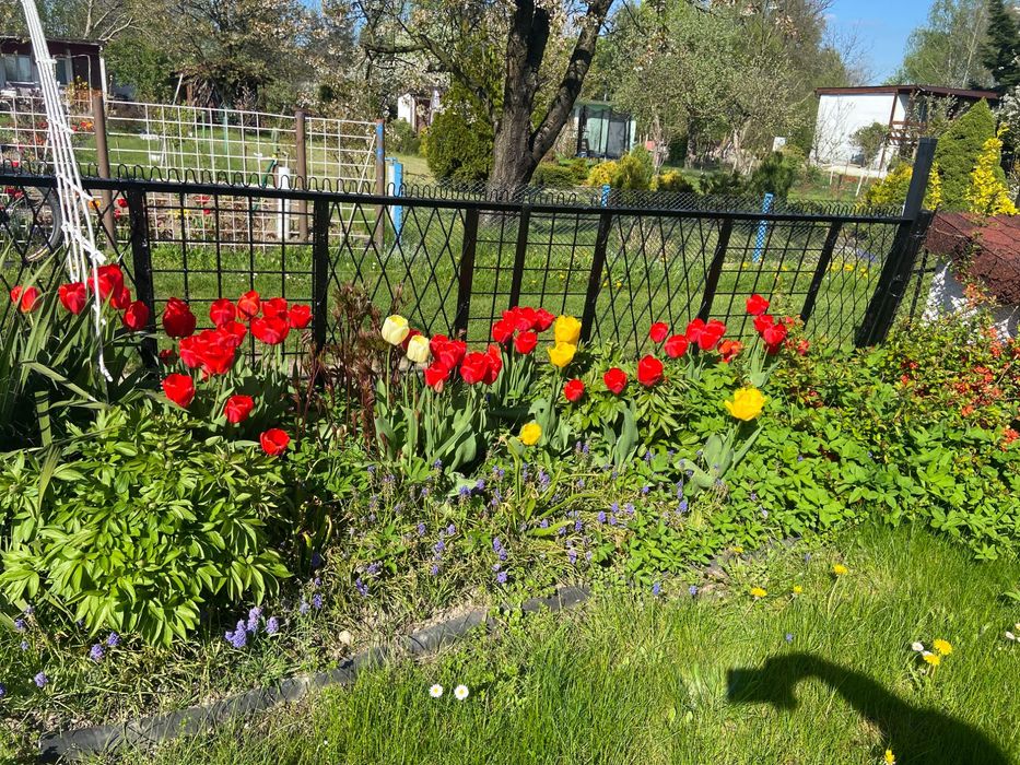 Działka rekreacyjna - ogródek działkowy - ROD “JEDNOŚĆ” za Lidlem