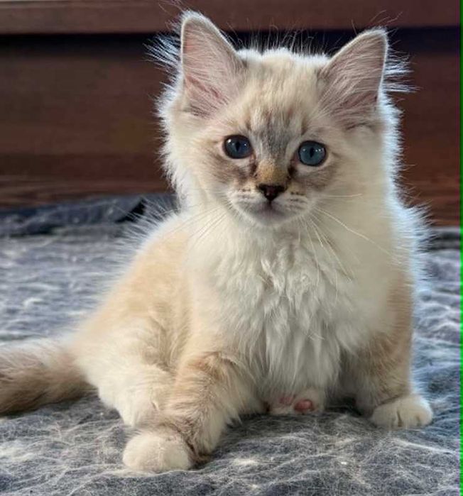 Pręgowany kocurek Ragdoll