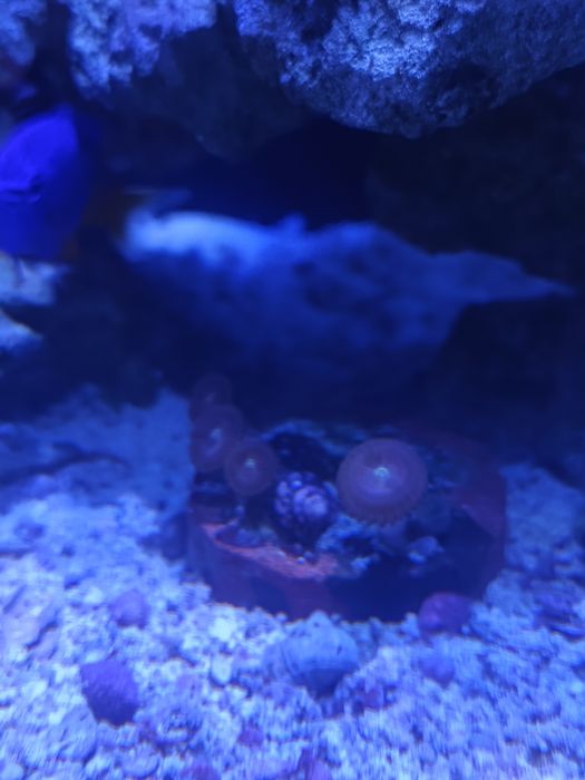 Zoanthus akwarium morskie
