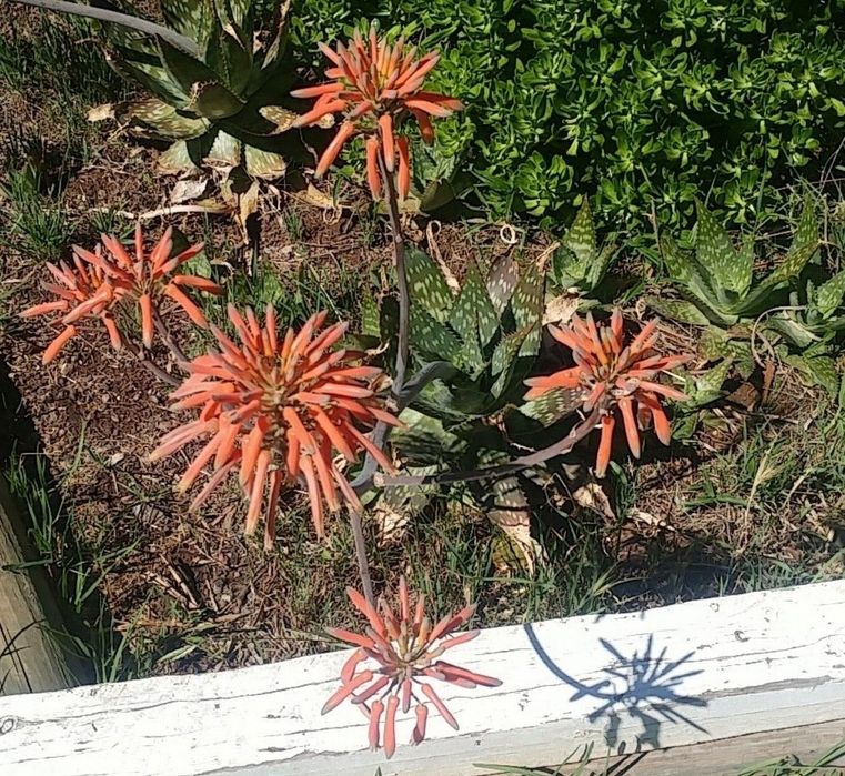 Suculenta aloe vera sabão