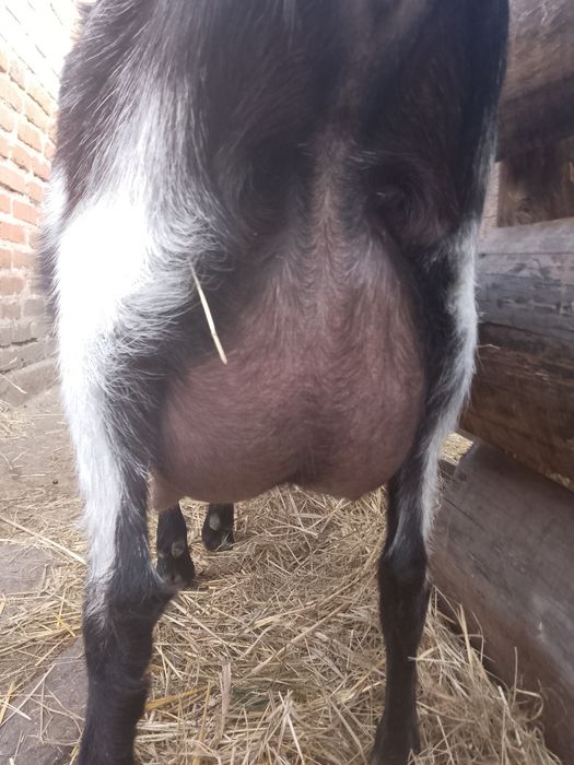 Кози дійні та молоді безрогі