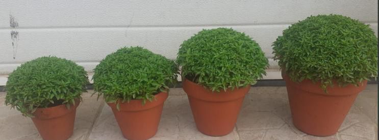 Manjericos Vaso Barro