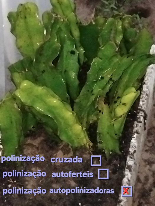 Muda de Pitaya vietnam