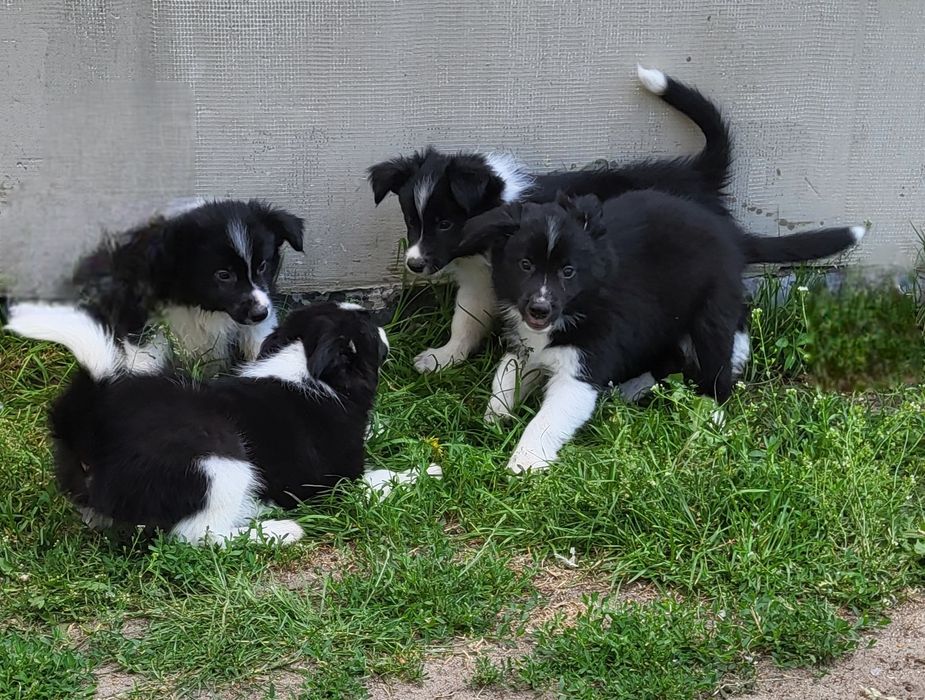 Border collie szczeniak pies