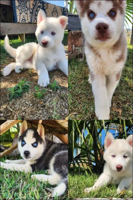 Vende-se cabras saudáveis filhotes