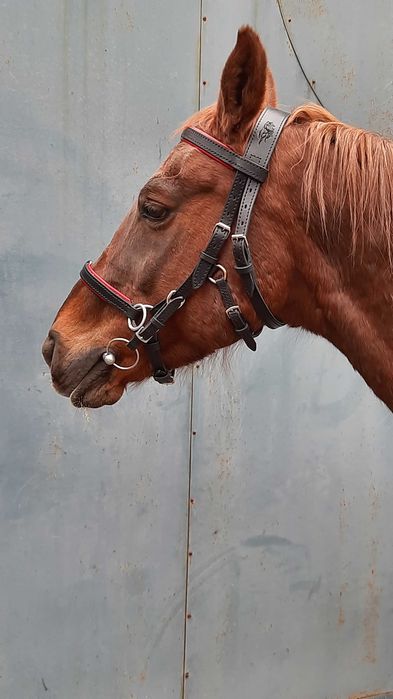 Уздечка на коня вуздечка кантарка оголовье на лошадь кінь збруя.
