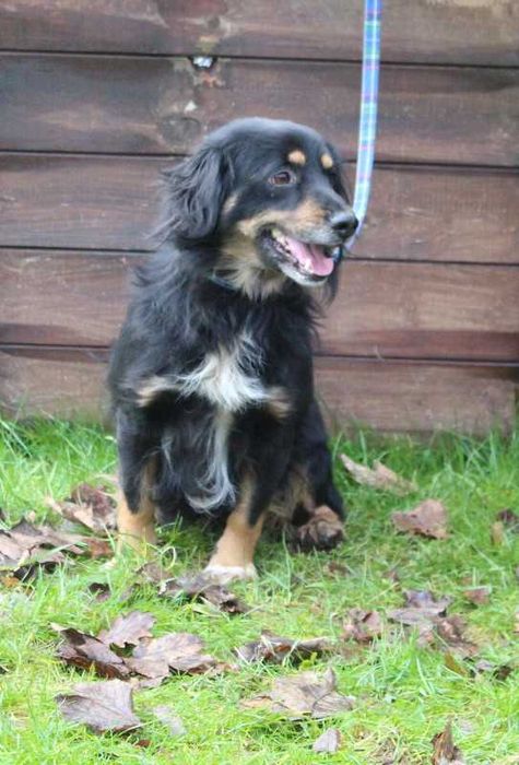 Pies Kokos do adopcji, oddam psa, psy ze schroniska