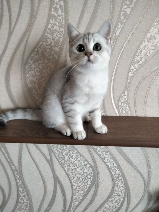 Серебристая шиншилла. Девочки. Купить в Киеве в Украине Питомник