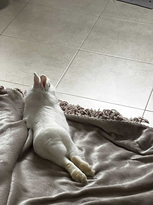 Coelho Miniatura para Adoção